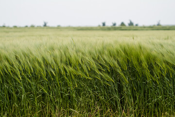 field of green wheat - Powered by Adobe