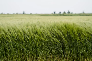 Printed kitchen splashbacks Grass field of green wheat