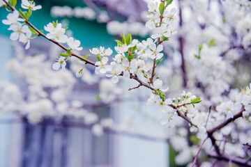 Cherry blossom in retro style