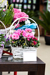 Pink azalea flowerpots for sale in flower shop