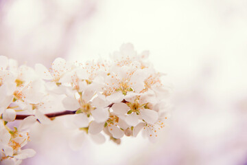 Cherry blossom in retro style