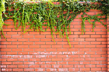 Ivy on a brick wall. Ivy twists a brick wall.