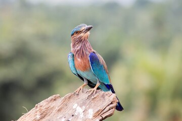 Indian roller