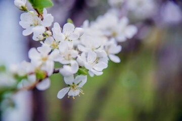 Cherry blossom in retro style