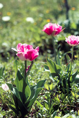 Three pink tulips in spring
