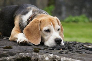 aufmerksamer Beagle Hund liegt auf Schieferstein