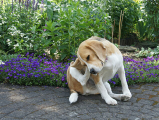 Allergie-Hund Beagle kratzt sich am Ohr-Fellpflege
