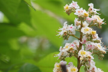 Каштан  цветет 