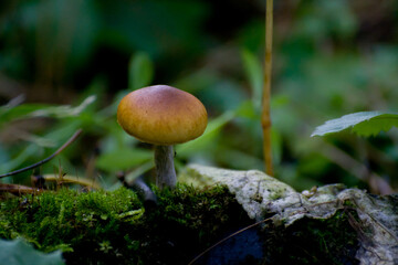 Mushroom in the forest