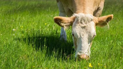 Photo sur Plexiglas Vache Vache se nourrissant d& 39 un pâturage d& 39 été vert
