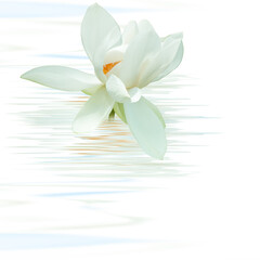 Naklejka premium fleur de lotus