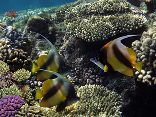 Fototapeta na wymiar Photo of a coral colony and Pennant coralfish (bannerfish)