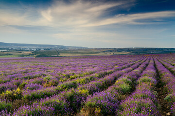 Obraz na płótnie Canvas Lavender field