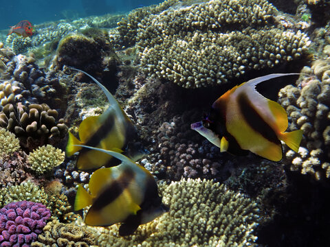 Photo Of A Coral Colony And Pennant Coralfish (bannerfish)