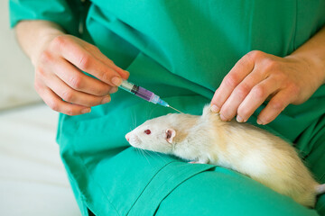 veterinarian posing with rat
