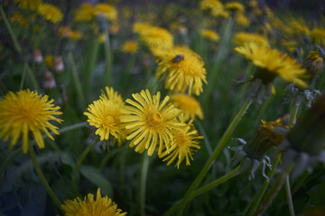dandelions