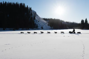 Fototapete Dog sled racing in Yukon Quest © PiLensPhoto