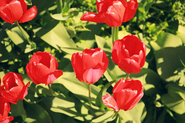 Obraz premium Field of beautiful blooming tulips