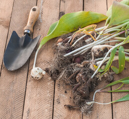 Dug out tulips after  end of vegetation and   shovel
