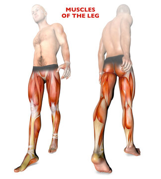 Muscoli delle gambe, corpo umano, anatomia, sistema muscolare, persona anatomia. 3d rendering