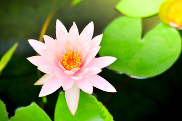 Pink Lotus Flower