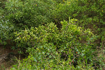 green lemon fruit on a tree branch among various plants and shrubs