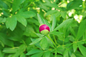 Unopened bud of beautiful peony flower in spring garden