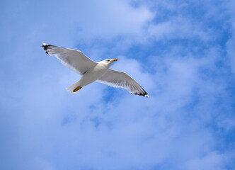 Seagull soaring in the blue sky