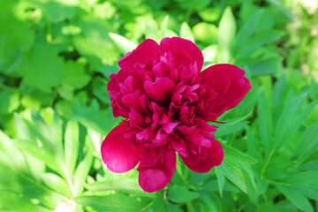 Beautiful peony flower in spring garden