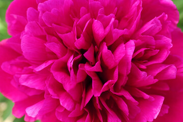 Closeup view of beautiful peony flower