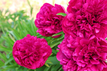 Beautiful peonies in spring garden on sunny day