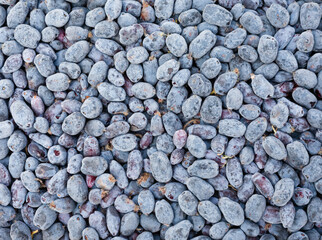 Ripe blue Haskap berries food background pattern