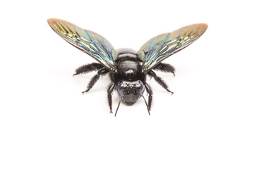 Xylocopa latipes isolated on white