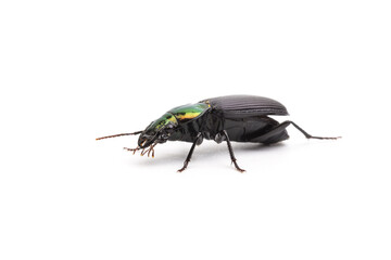 colorful beetle black body glistening head isolated