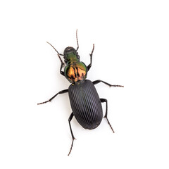 colorful beetle black body glistening head isolated