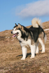 Portrait of Alaskan Malamute Dog