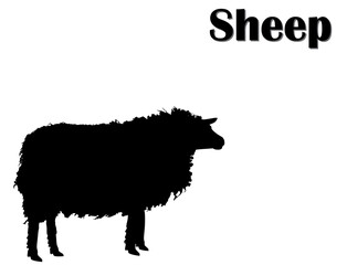 Black silhouette of sheep on white background. Farm animals, vector, eps 10