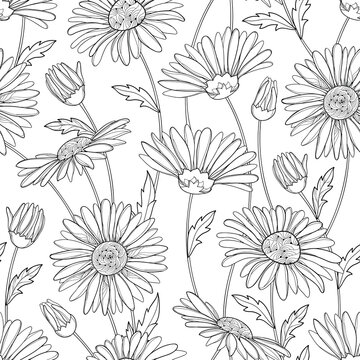 Vector seamless pattern with outline Chamomile flower, bud and leaves on the white background. Chamomile pattern in contour style for summer design, medicine, naturopathy, homeopathy, coloring book.