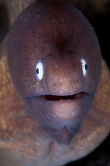 Eel