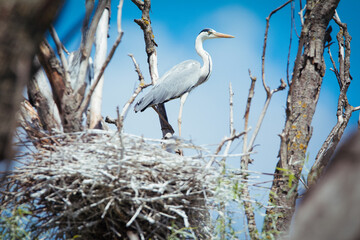 A Great Blue Heron Standing in it's Nest