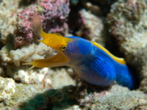 Blue Ribbon Eel