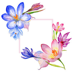 Wildflower crocuses  flower frame in a watercolor style isolated.