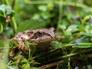 forest frog sneaks into the wet grass