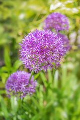 Purple allium bulbs flowers close up on green background in a garden