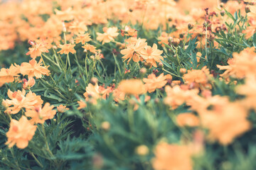  Colorful flowers for background .