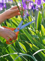 Cutting flowers with scissors in the garden - obrazy, fototapety, plakaty