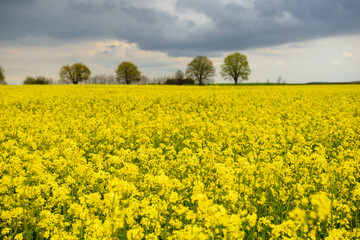 Field of rapeseed in Belarus