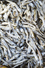 fresh fish in the market