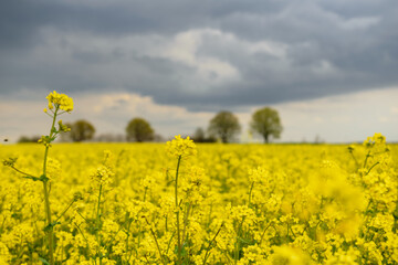Obraz premium Field of rapeseed in Belarus