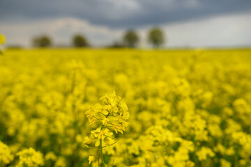 Obraz premium Field of rapeseed in Belarus